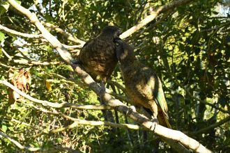 Kea 7