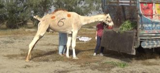 Camel eating from cargo bed after a successful approach
