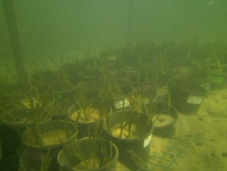 Seagrass experiment in Lake Macquarie