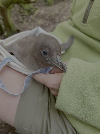 Hoiho chicks 2