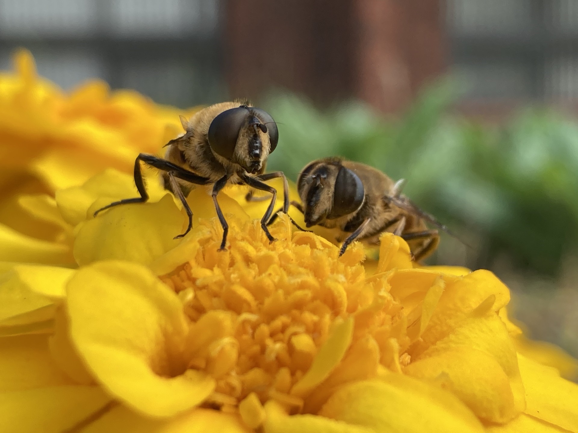 Male on the left, female on the right (note difference in the size of the eyes). Photo by Yuri Ogawa (Flinders University). 
