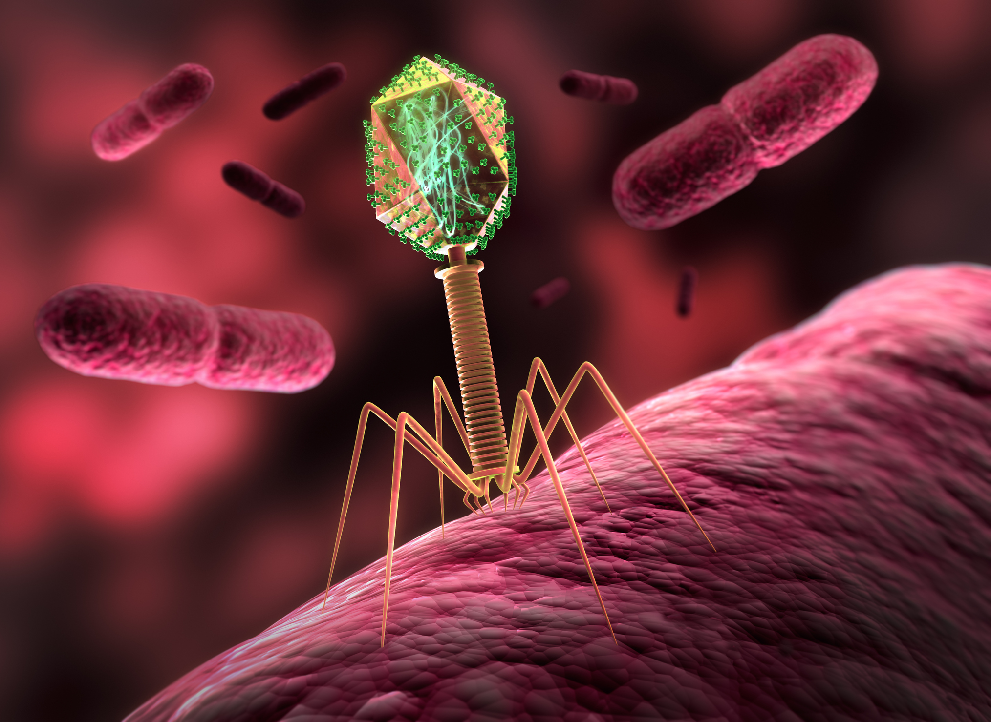 Illustration of a bacteriophage infecting bacterium - courtesy Getty Images