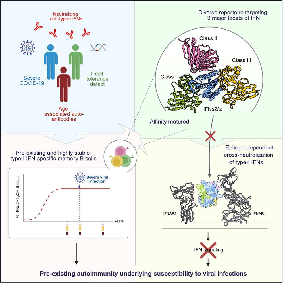 Pre-existing autoimmunity underlying susceptibility to viral infections. Cell (2026).  DOI: 10.1016/j.cell.2026.04.013 