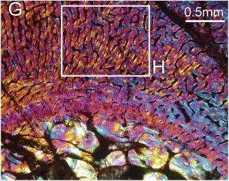 Transition between embryonic and postnatal bone tissue