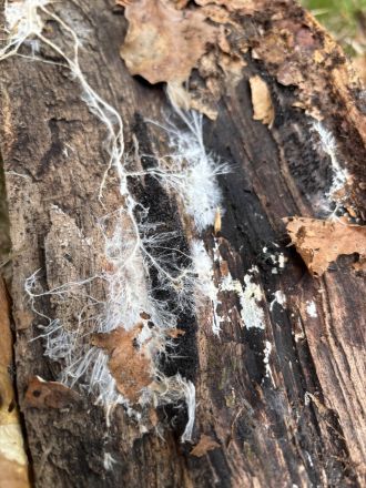 Mycelium growing on a log in a beech forest 2