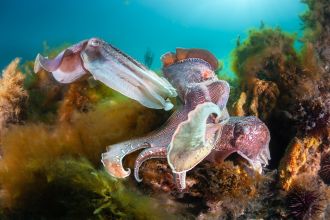 Relationships in Nature winner: Giant Cuttlefish in Breeding Battle. 