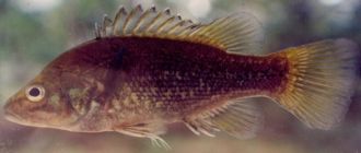 Bloomfield river cod