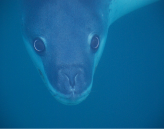 Researchers have, for the first time, analysed the structure of leopard seal songs – and found they most closely align with human nursery rhymes. The leopard seal is a solitary apex predator that lives in Antarctic waters, and every spring they can be found performing underwater solos for up to 13 hours a day.