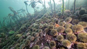 Urchins run rampant as sea stars die 