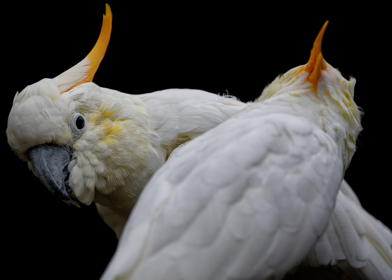 CC-0. https://pixabay.com/photos/bird-cockatoo-7829810/