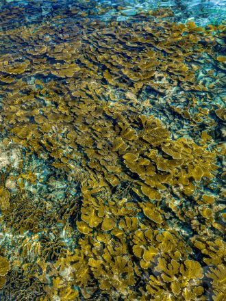 Limones Reef 1