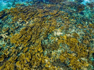 Limones Reef 3
