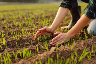 Scientists at the University of Sydney and Australian National University have worked to overcome the inefficiencies in crop photosynthesis by designing a proof-of-concept 'nano-cage' to house the Rubisco protein in plants. This enzyme is critical for turning sunlight into energy in plants - but in most staple crops it is very slow. This discovery opens the door to targeted placement in plant structure to supercharge photosynthesis.