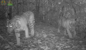 Tiger snapshot - female with cub