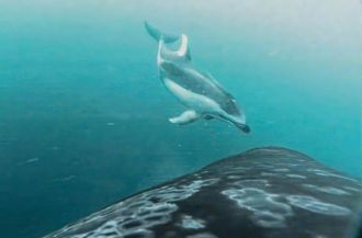 A Pacific white-sided dolphin approaching a Northern Resident Killer Whale. 