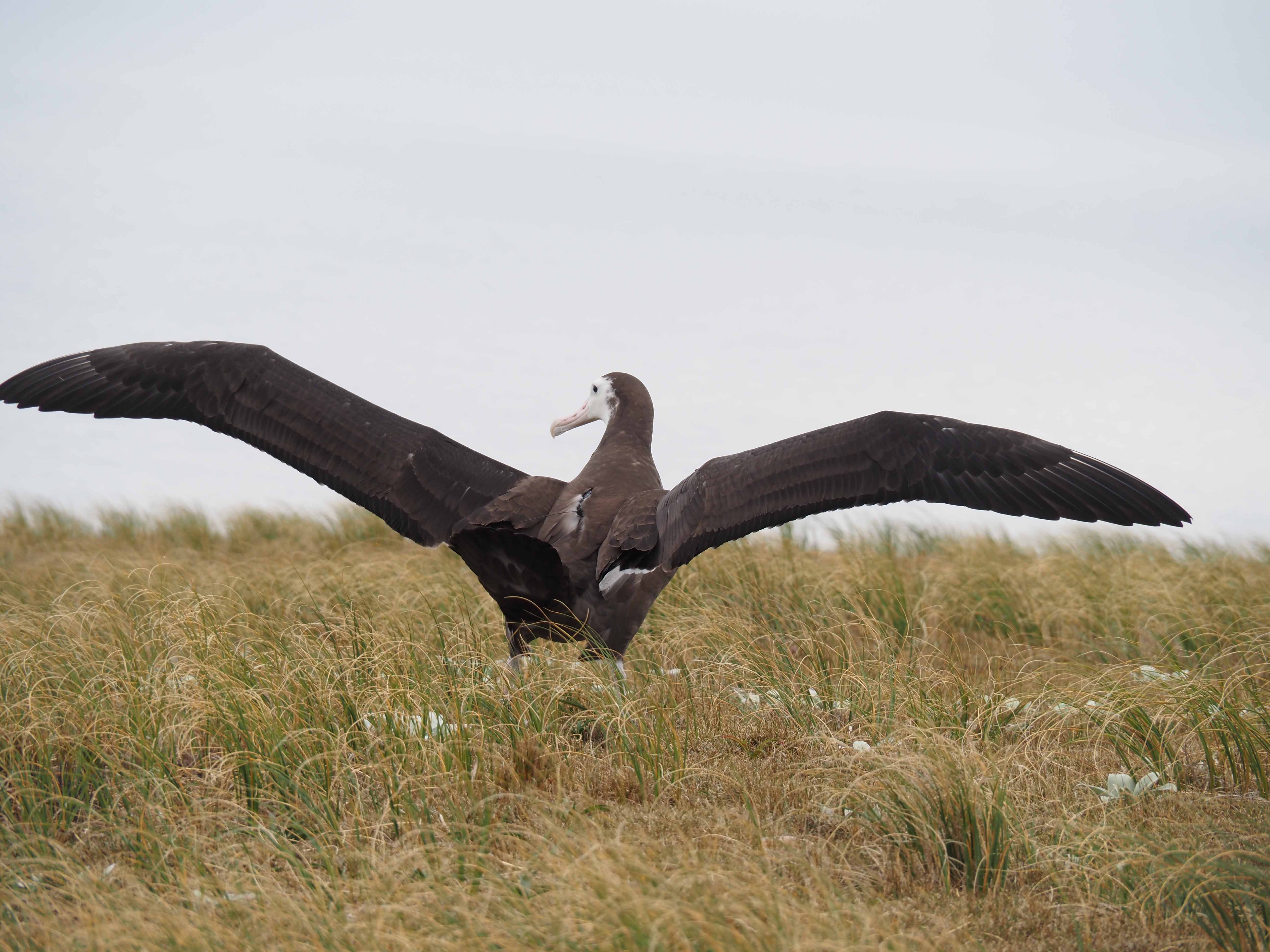 Credit Kath Walker, Graeme Elliott NZDoC