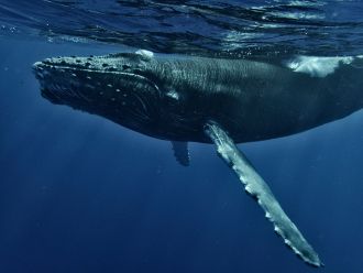 Whaling may have had lasting genetic impacts on Southern Ocean humpback whales, possibly making them more vulnerable, according to an international study. Researchers compared the DNA in skin samples from 16 living humpbacks to the DNA in the bones of 9 whales from the early days of whaling, before the humpbacks were nearly wiped out. They found that although their numbers are recovering, modern humpbacks have lower genetic diversity and more slightly harmful mutations than historical whales, although very harmful mutations had not increased. The researchers explained that genetic diversity is the raw material for evolution, so having less of it means that humpback whales may be less able to adapt to future changes in their Southern Ocean home.