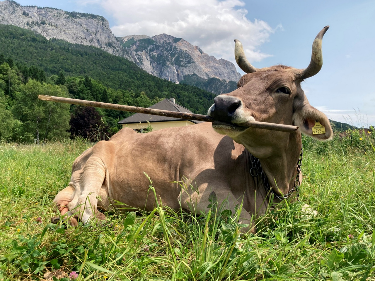 Veronika resting while using a stick - Photo credit - Antonio J Osuna Mascaró