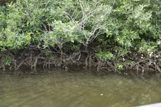 Carbon “sponges.” 