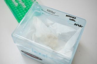 Researchers have successfully shown a University of Queensland developed technology can improve the efficacy of a chemical-free flystrike treatment for sheep.  The technology, BenPol, addresses the limitations of double-stranded RNA (dsRNA) treatment to mitigate flystrike, which is the painful and sometimes fatal infestation of maggots on live sheep.