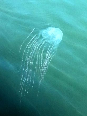 Fragments of DNA shed into water could be used to monitor the movements of deadly Australian box jellyfish, according to Australian research. By combining environmental DNA (eDNA) detections with weather and sea current data in Horseshoe Bay, Magnetic Island, researchers found jellyfish eDNA remained detectable from hundreds of meters to a few kilometres from the source before rapidly decaying within a day. This highlights the value of eDNA as a detection tool for these dangerous jellyfish species.