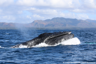 A humpback whale lunging its head out of the water.