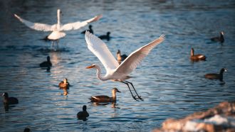 Despite UN treaty protections, the share of migratory wild animal species with declining populations has worsened from 44% to 49% in two years, according to an interim update of the State of the World's Migratory Species 2024 Report, which adds that 24% of species face extinction (up 2%). The report looks at billions of migratory species on the land, and in the sea and sky, including sharks, rays, and birds. It found that 26 of the Convention on Migratory Species (CMS)-listed species, including 18 migratory shorebirds, have moved to higher extinction risk categories.