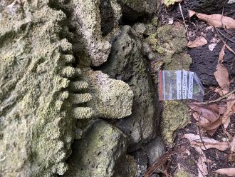 “Fresh” looking branch corals on a historic house in Akamaru Island. 