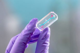 Bone marrow derived organ chips