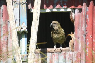 Kea 4