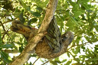 Kea 8