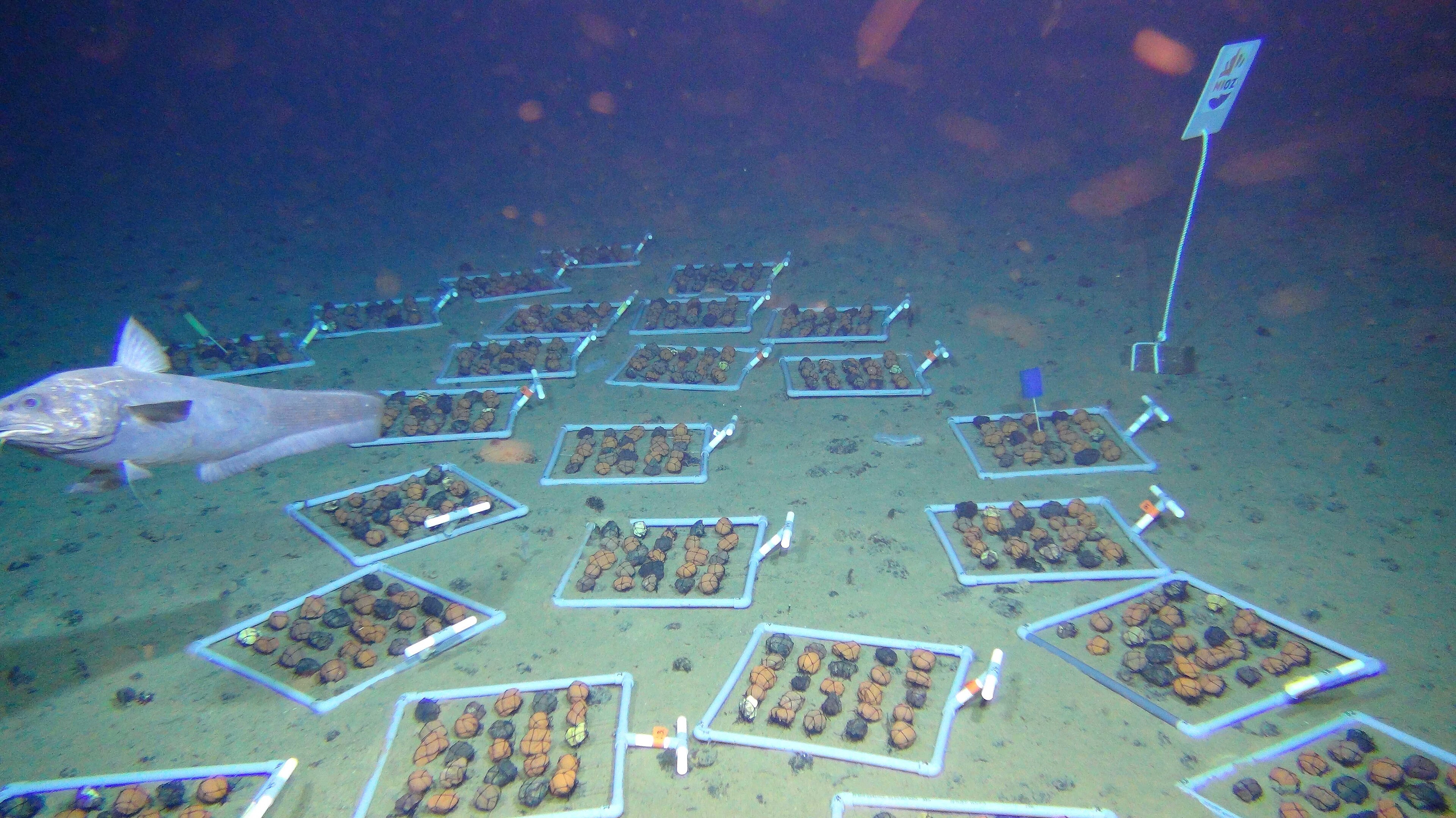 "Nodule frames" for a recolonization experiment on the seafloor of the Clarion Clipperton Zone. Photo by ROV-Team/GEOMAR via Wikimedia Commons (CC-BY)