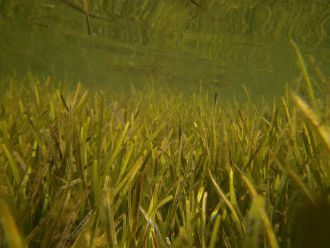 A seagrass meadow in Myuna Bay 