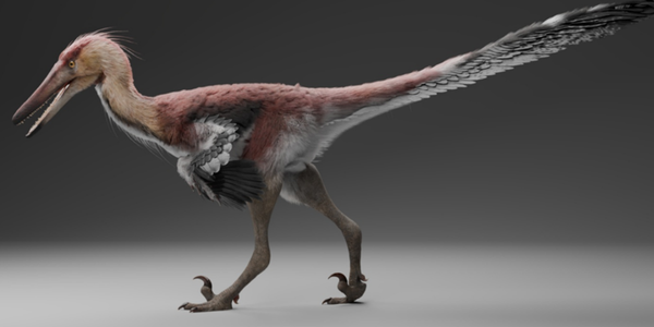 A reconstruction of Kank australis by Gabriel Díaz Yantén