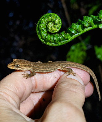 Gecko photo 2 - fern