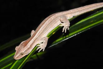 Gecko photo 5 - gecko on leaf
