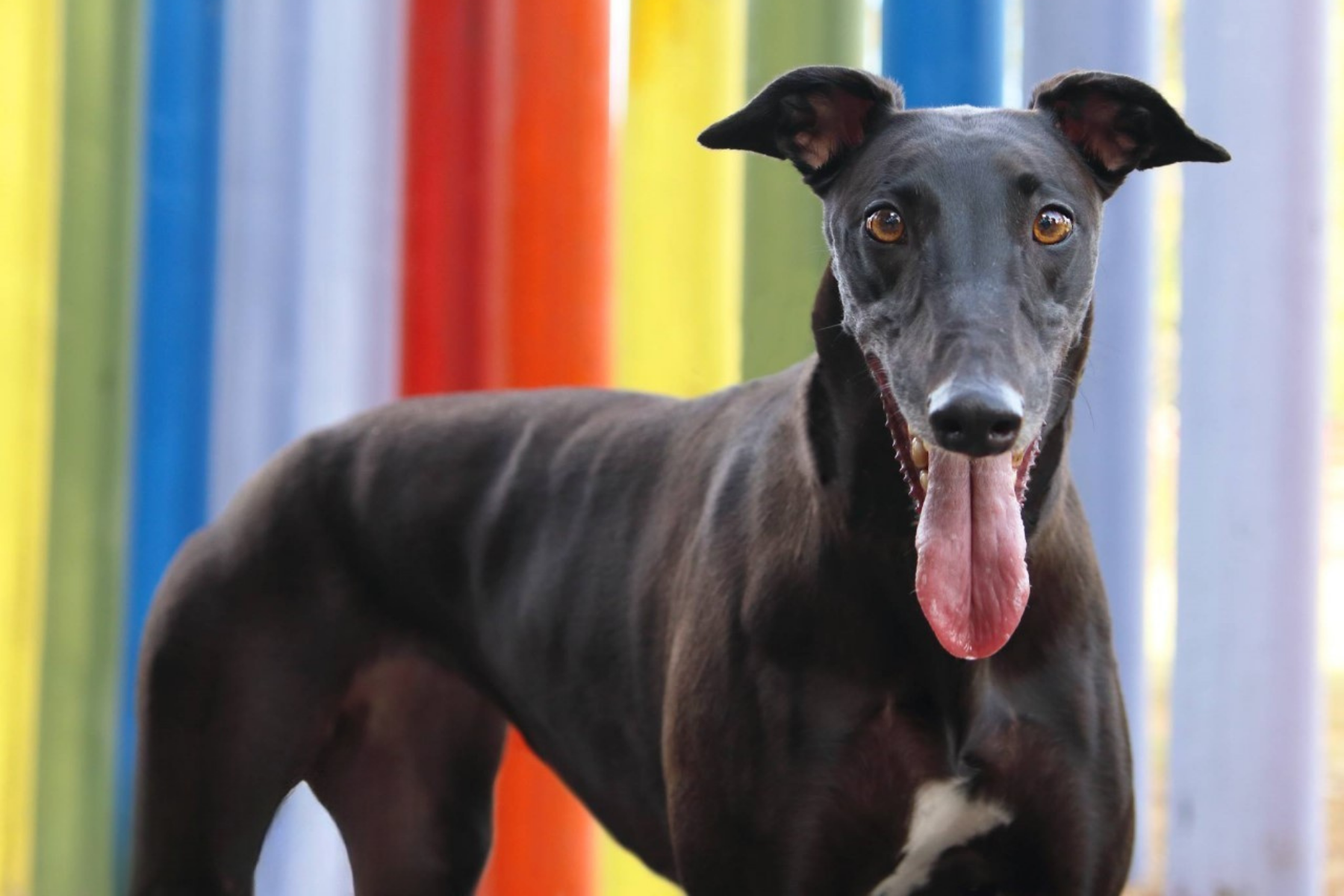 Ex-racing greyhound, Faline. Credit Waggles Photography