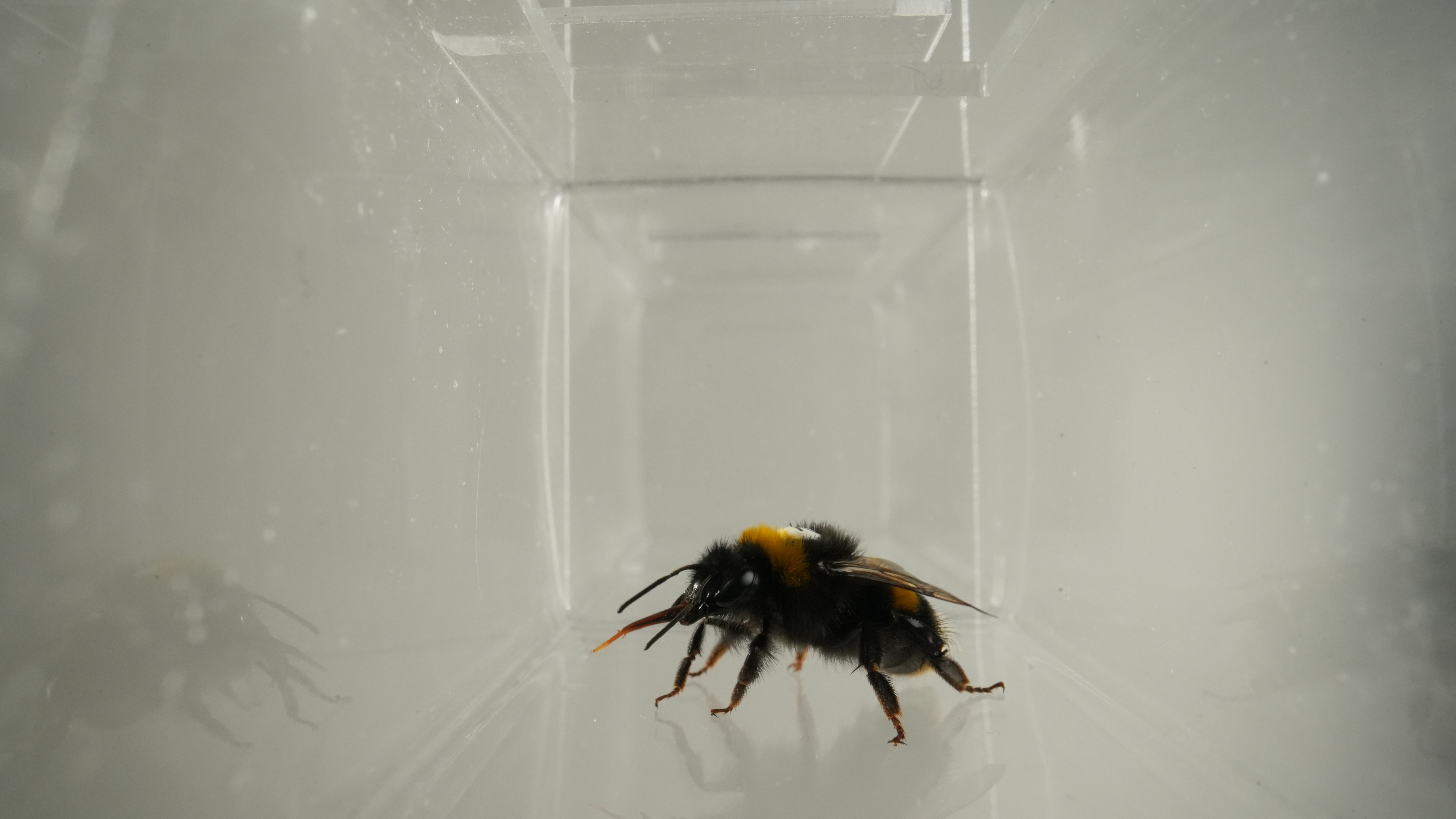 A bumblebee displaying post-consumption glossal protrusion. Credit: Bee Lab, Southern Medical University