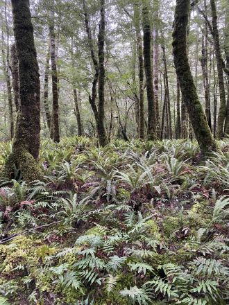 Red beech forest lacking palatable plants in the browse layer