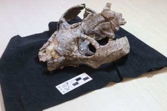 Fossilised skull of Chiniquodon theotonicus