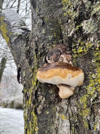 Polypore growing on a snowy tree in winter