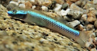 Opal cling goby