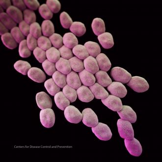 Cluster of Acinetobacter baumannii bacteria