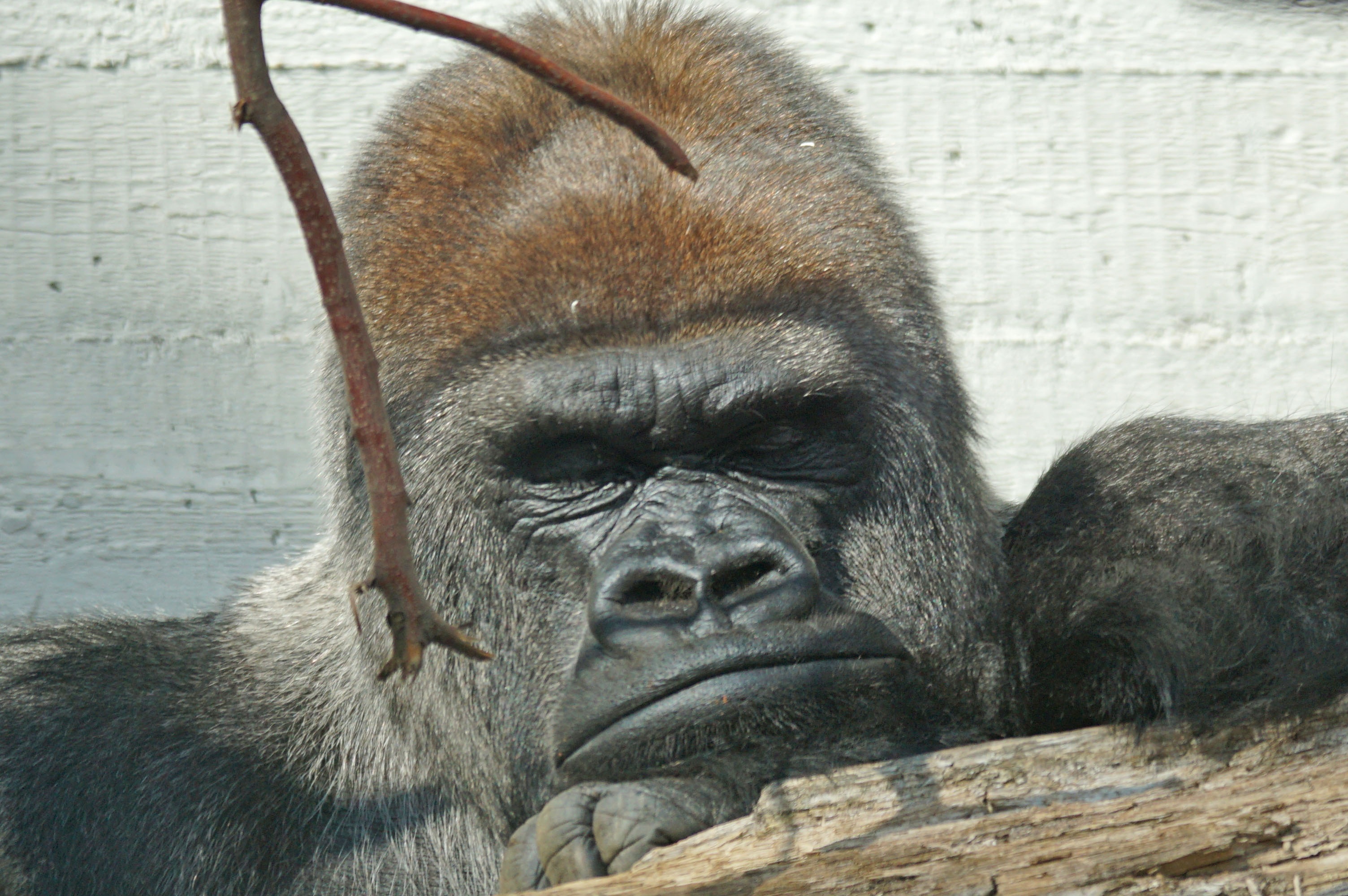 Self-medicating gorillas and traditional healers may hold clues to new medicines