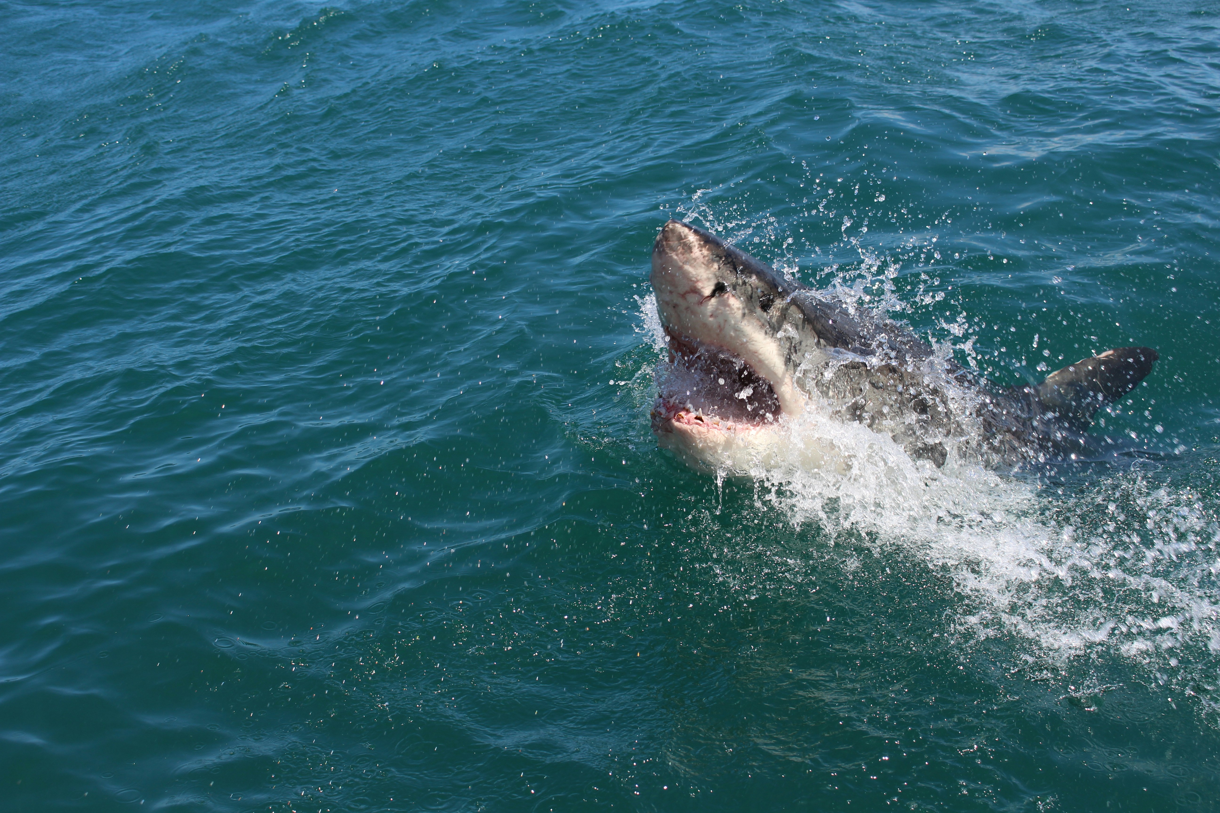 Some sharks could bite humans as a form of self-defence