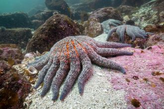 Sunflower sea star 2