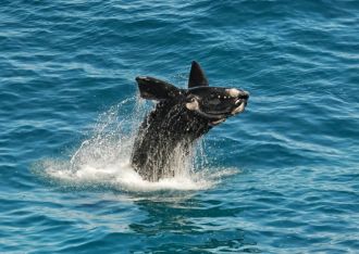 southern right whale 