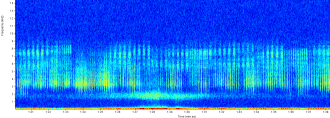 Waterbug chorus spectogram vehicle noise