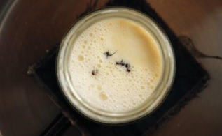 Four live forest ants in a warm jar of milk. CREDIT: David Zilber