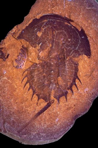fossil crab 